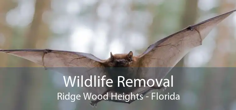 Wildlife Removal Ridge Wood Heights - Florida