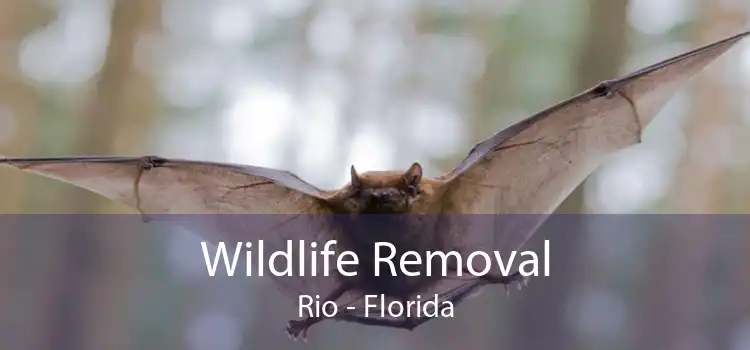 Wildlife Removal Rio - Florida