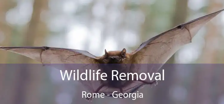 Wildlife Removal Rome - Georgia