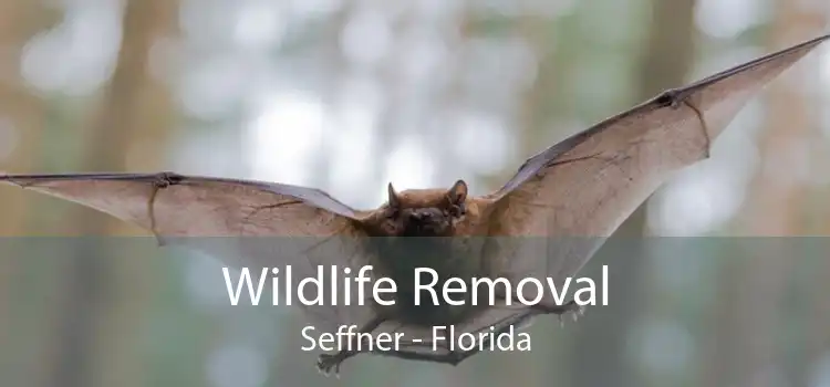 Wildlife Removal Seffner - Florida