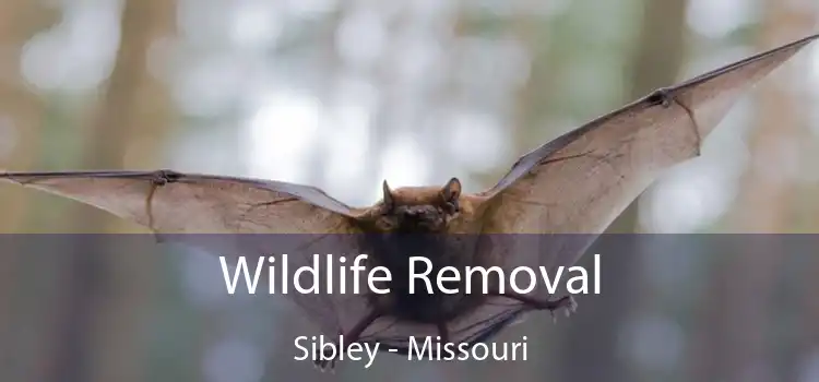Wildlife Removal Sibley - Missouri