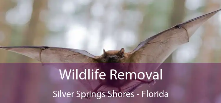 Wildlife Removal Silver Springs Shores - Florida