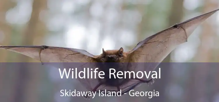 Wildlife Removal Skidaway Island - Georgia