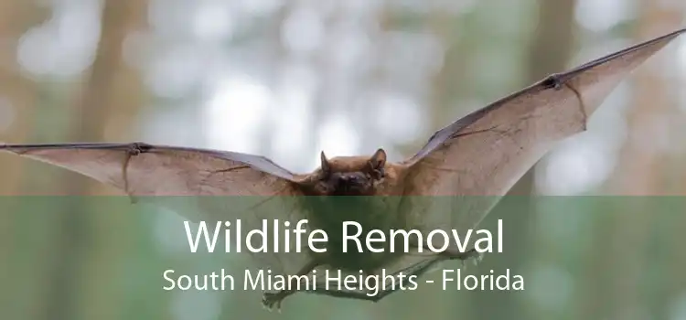 Wildlife Removal South Miami Heights - Florida