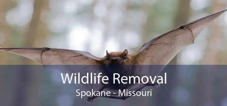 Wildlife Removal Spokane - Missouri