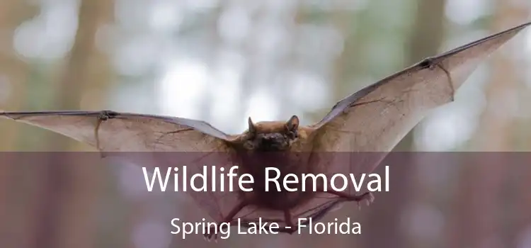 Wildlife Removal Spring Lake - Florida