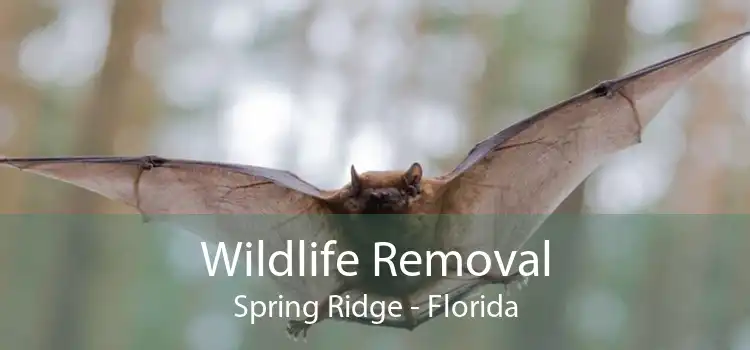 Wildlife Removal Spring Ridge - Florida