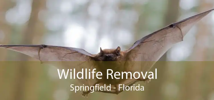 Wildlife Removal Springfield - Florida