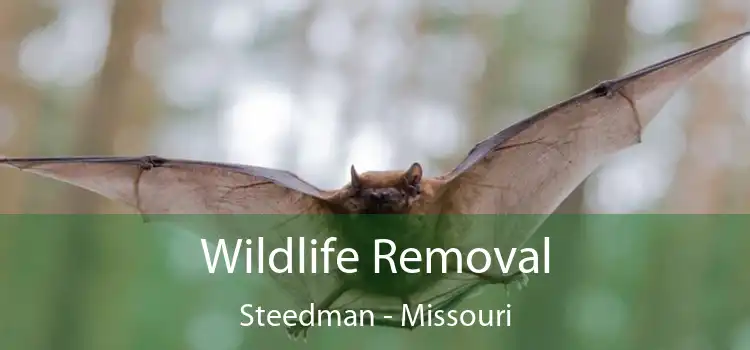 Wildlife Removal Steedman - Missouri