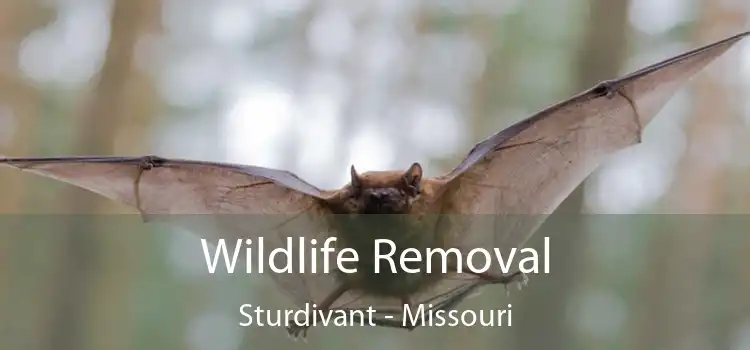 Wildlife Removal Sturdivant - Missouri
