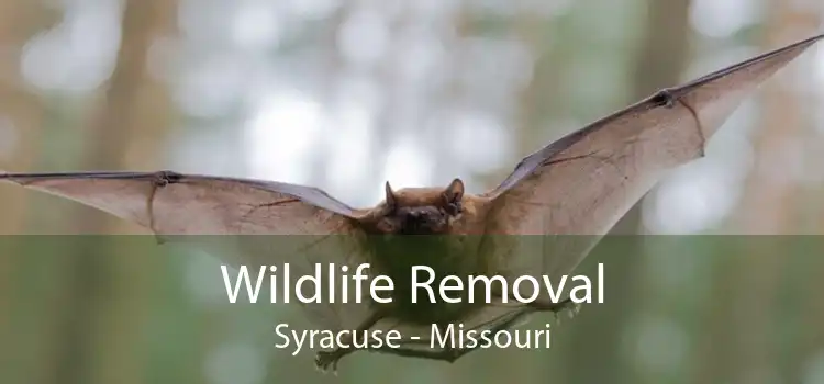Wildlife Removal Syracuse - Missouri