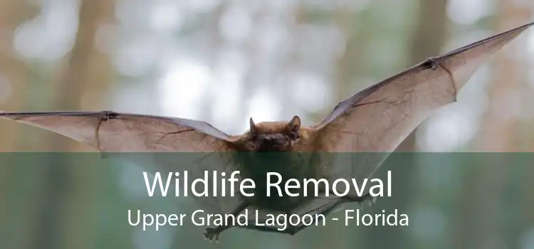 Wildlife Removal Upper Grand Lagoon - Florida