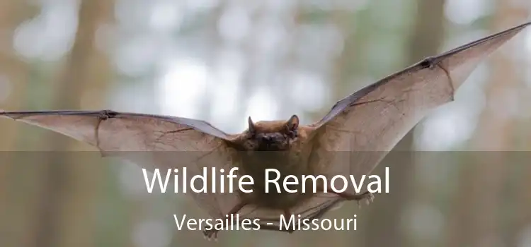 Wildlife Removal Versailles - Missouri