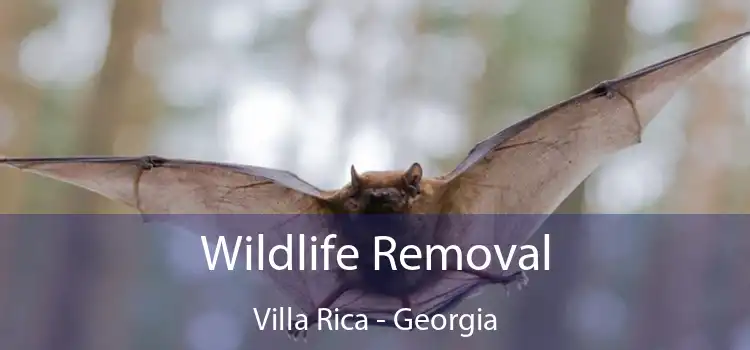 Wildlife Removal Villa Rica - Georgia