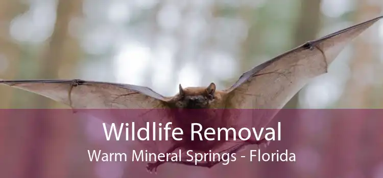 Wildlife Removal Warm Mineral Springs - Florida