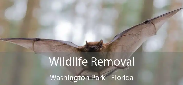 Wildlife Removal Washington Park - Florida