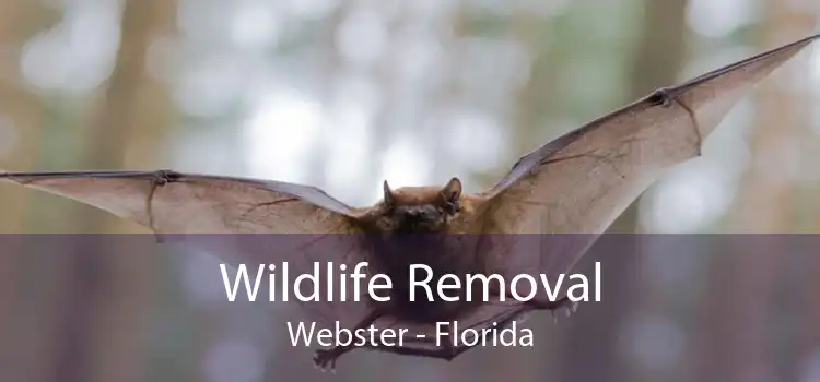 Wildlife Removal Webster - Florida