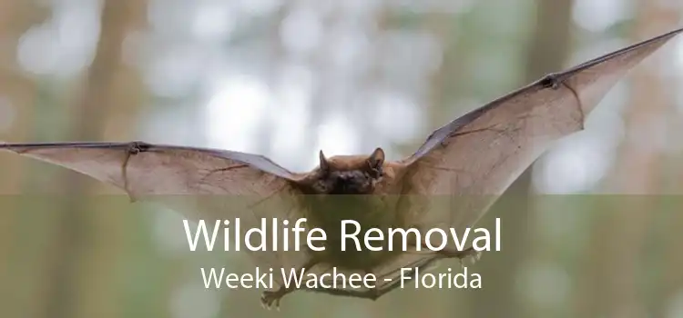Wildlife Removal Weeki Wachee - Florida