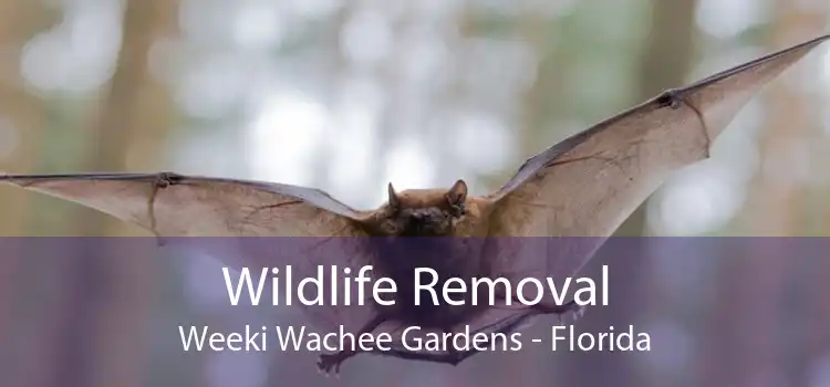 Wildlife Removal Weeki Wachee Gardens - Florida