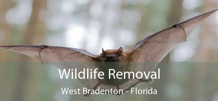 Wildlife Removal West Bradenton - Florida