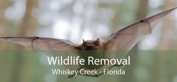 Wildlife Removal Whiskey Creek - Florida
