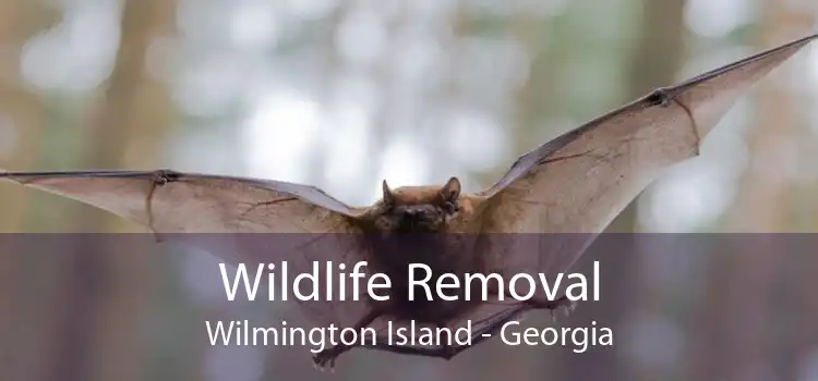 Wildlife Removal Wilmington Island - Georgia