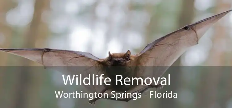 Wildlife Removal Worthington Springs - Florida