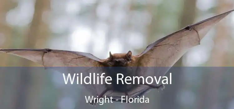 Wildlife Removal Wright - Florida