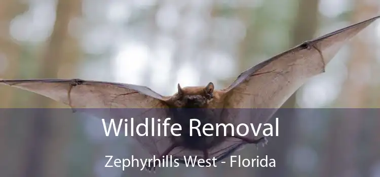 Wildlife Removal Zephyrhills West - Florida
