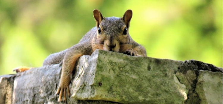 squirrel removal companies near me in Bay Pines