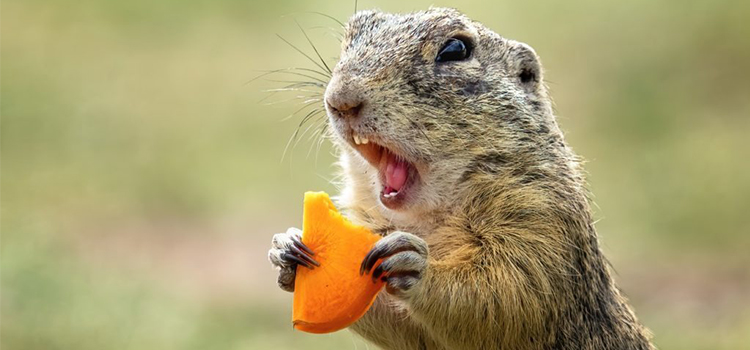 get rid of gophers in Lawrenceville