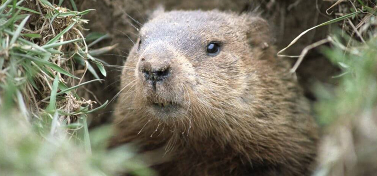 get rid of groundhogs in Anderson