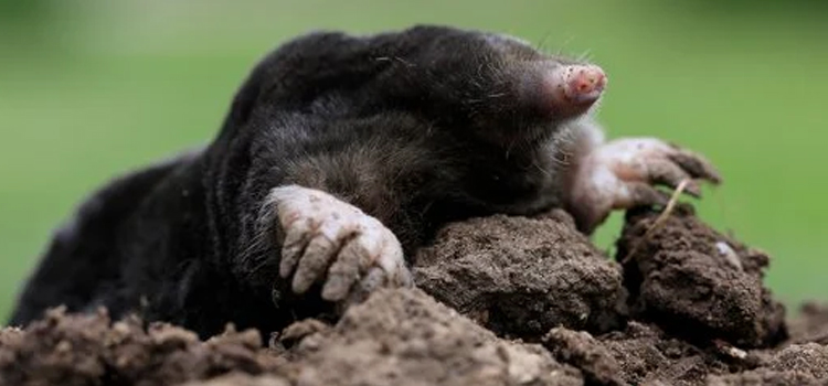 get rid of moles in the garden humanely in Allentown