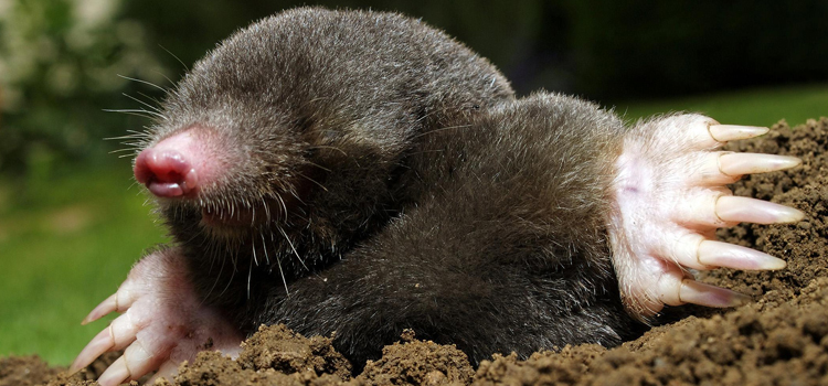 get rid of moles in Kennesaw