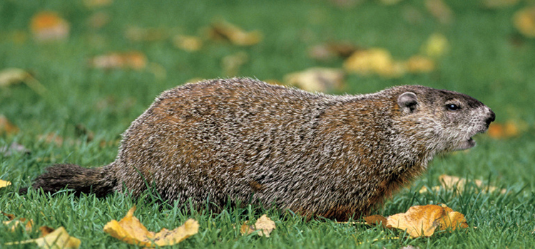 groundhog removal service near me in Allentown