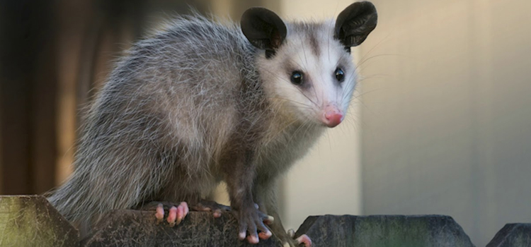 remove possums from your home in Bloomfield