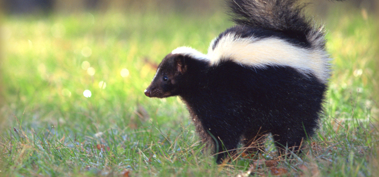 Mountain Park CDP skunk removal