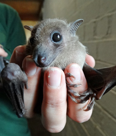 Biscayne Park bat removal
