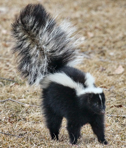 skunk removal in Paradise Heights