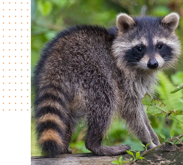 24/7 wildlife removal company