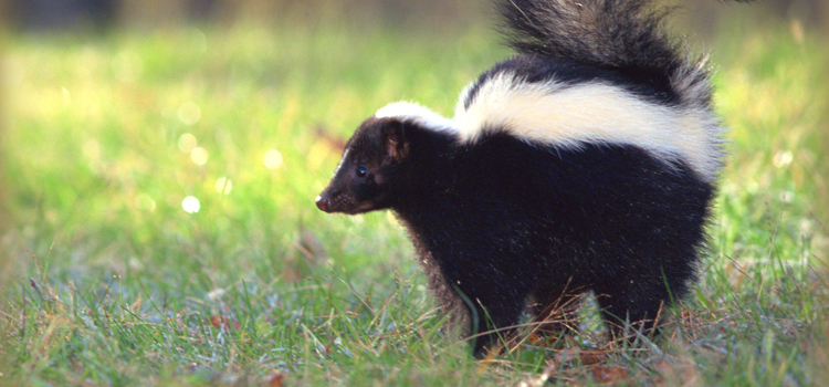 skunk removal