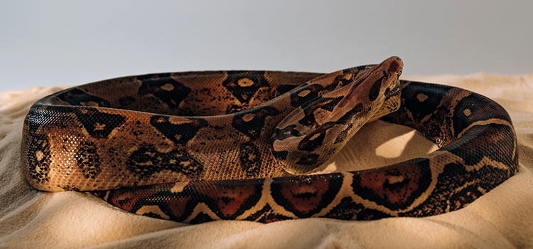 snake removal